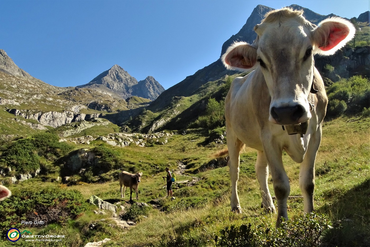 26 Mucche sul sentiero, Diavoli in alto....JPG -                                